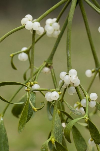Plant a kiss for Christmas